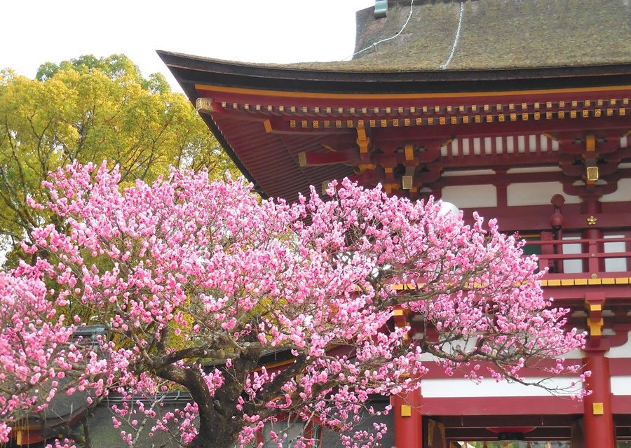 hakata_379463_l