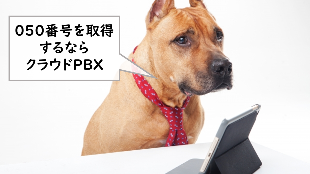 犬とクラウドPBX