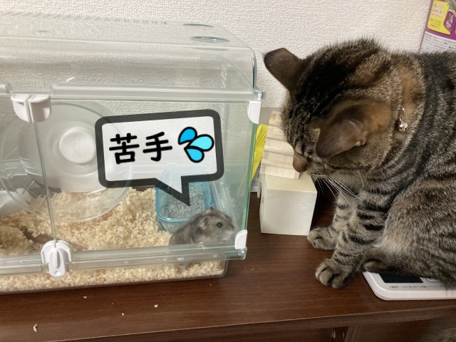 苦手なハムスターと猫