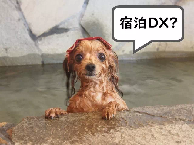 宿泊DXと犬